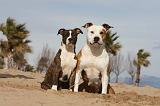 AMSTAFF  ADULT & PUPPIES 051